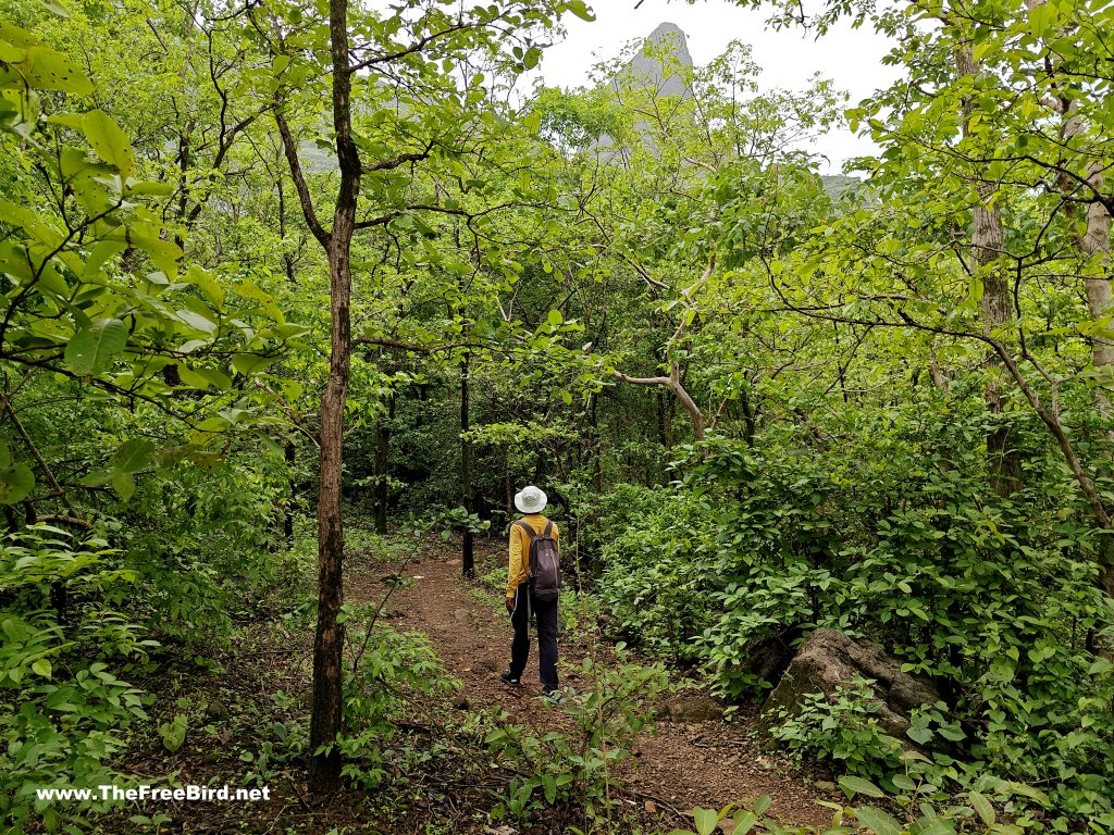 Naneghat reverse waterfall trek route through jungle