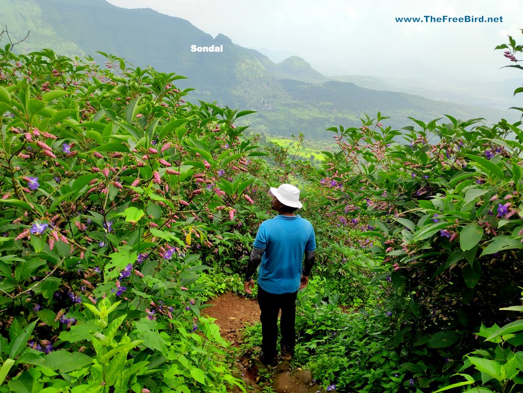 Karvi bloom at Rambaug Jungle trek to matheran