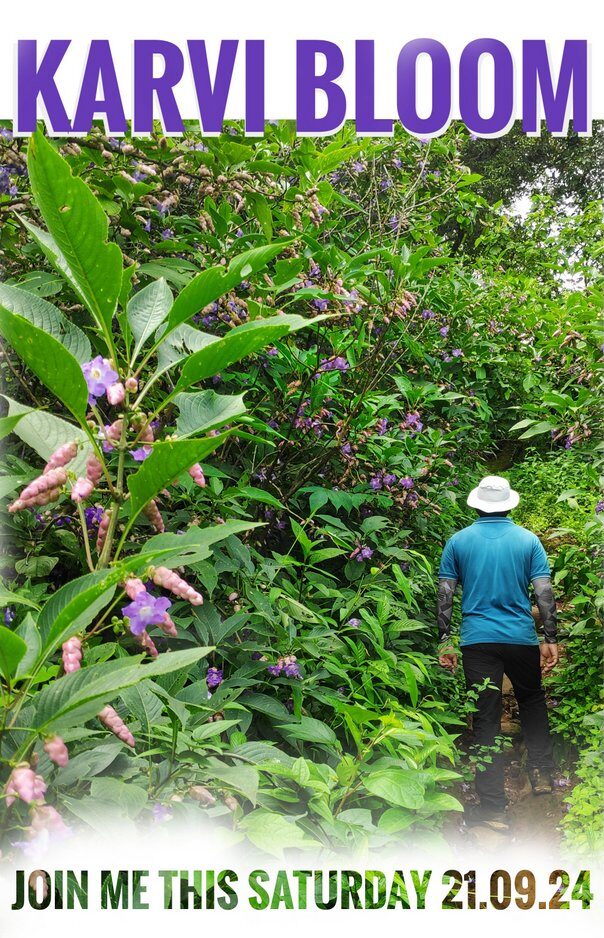 Karvi bloom at Rambaug Matheran