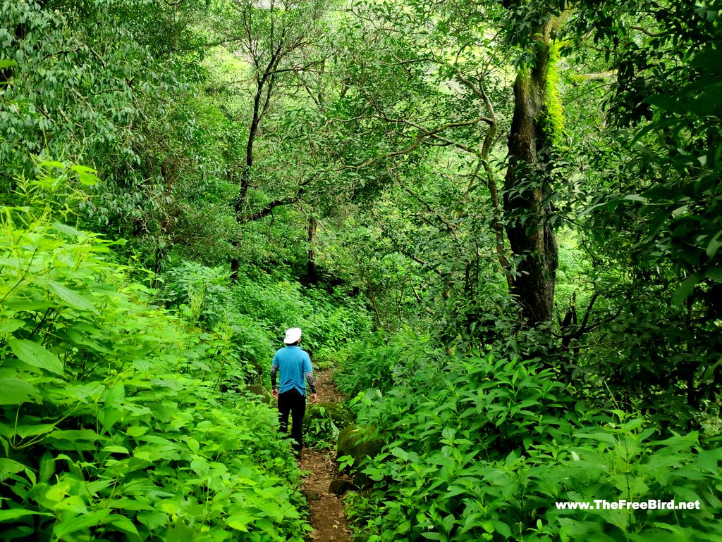 Dense jungle at Rambaug point trek to Matheran