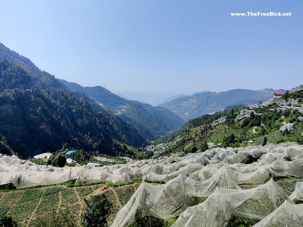 Apple orchards in Shimla Narkanda