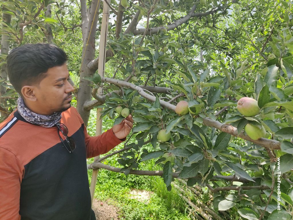 Apple orchards in Shimla Narkanda