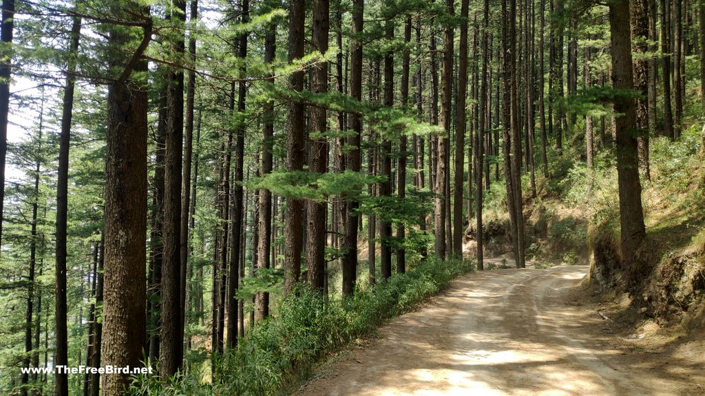 road to balu nag temple jibhi tirthan valley