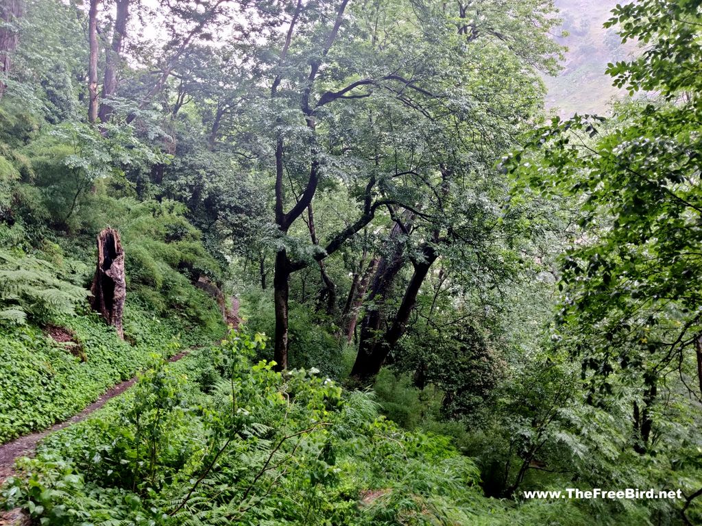 GHNP treks great himalayan national treks park from Gushaini Tirthan valley