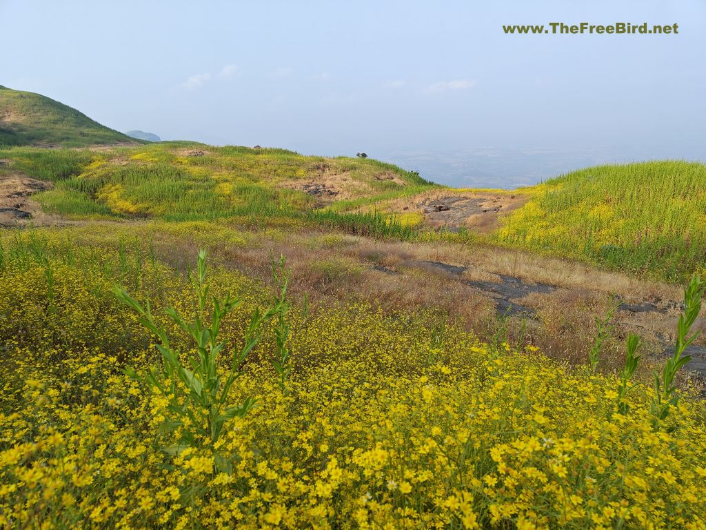 Flowers at Harishchandragad trek