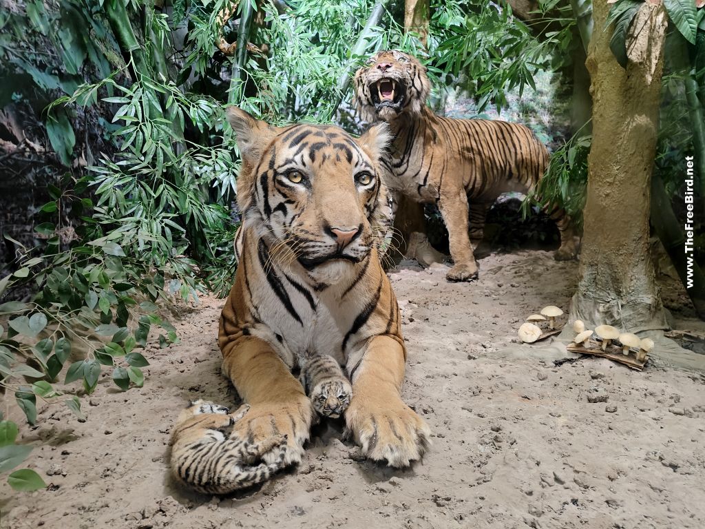 Tigers at sanjay gandhi national park mumbai Borivali taxidermy