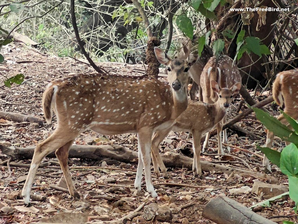 Deer at Sanjay gandhi national park Borivali Mumbai