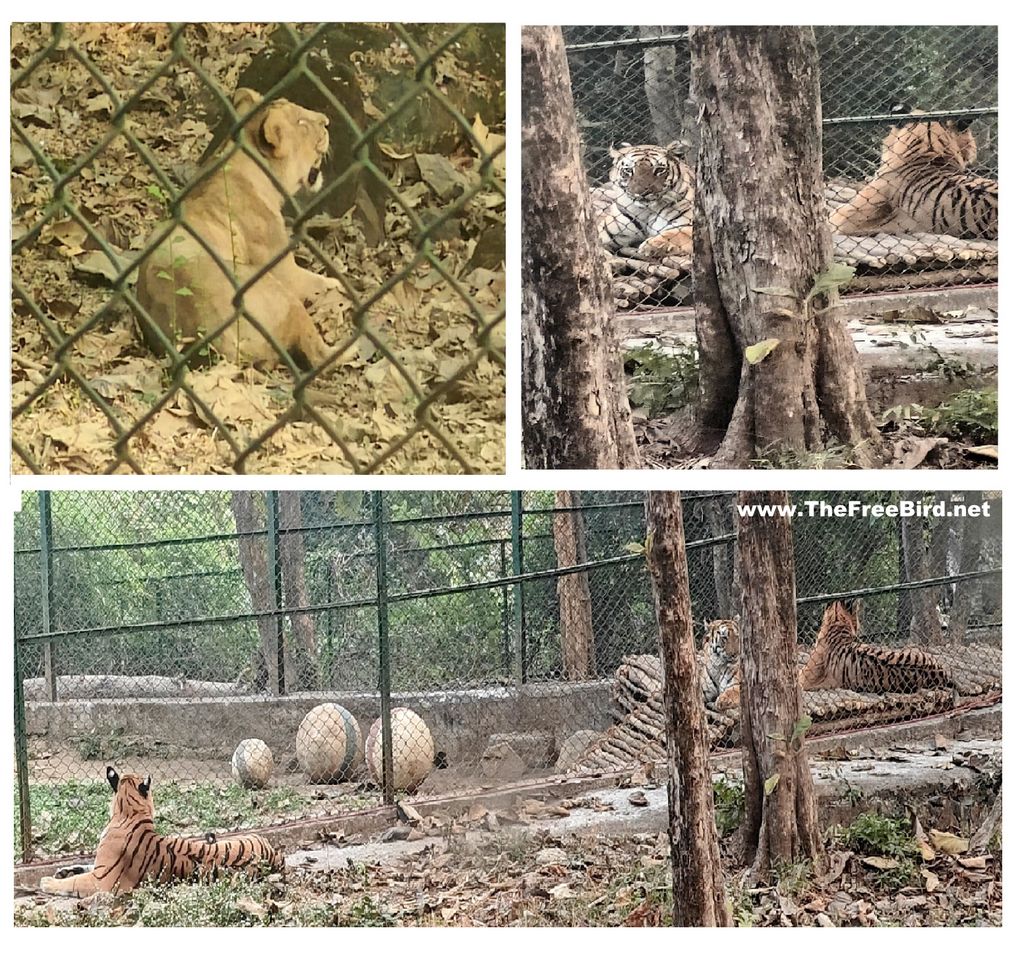 Tiger Lion safari Sanjay gandhi national park Borivali Mumbai