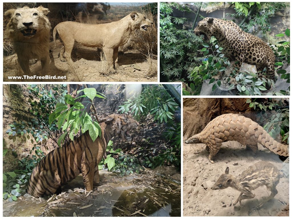 Tigers Lions Leopards Taxidermy centre Sanjay gandhi national park Borivali Mumbai