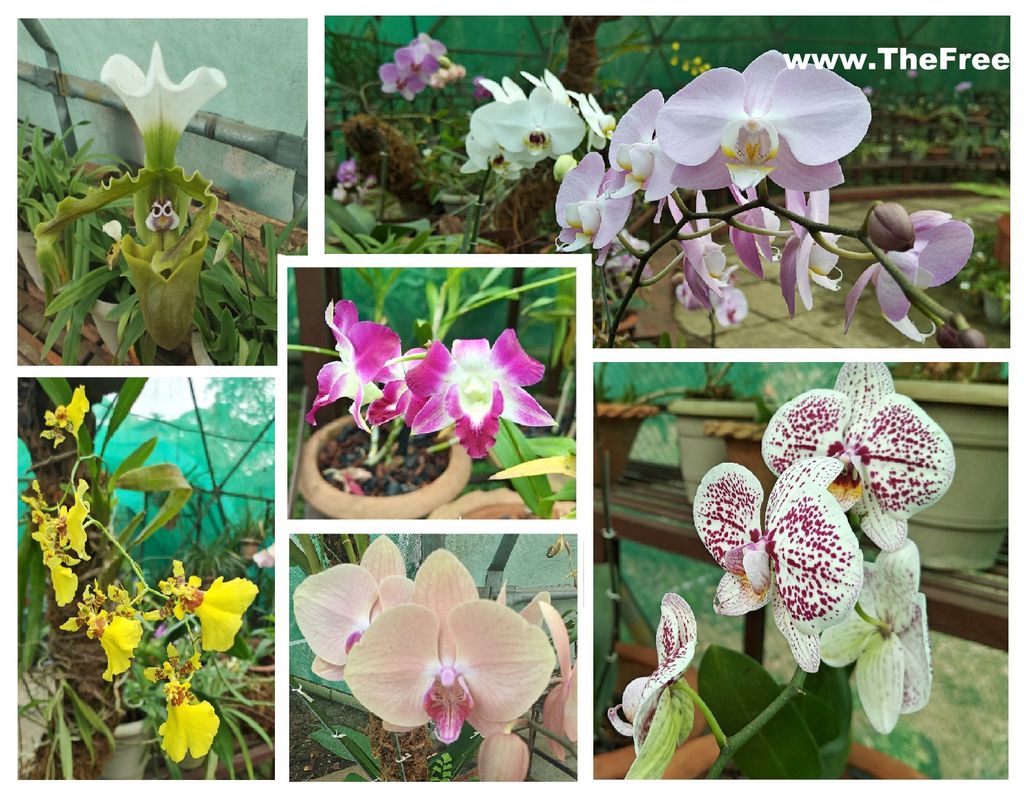 Orchid park Sanjay gandhi national park Borivali Mumbai