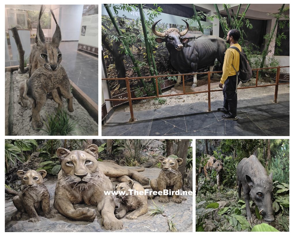 Tiger Orientation centre Sanjay gandhi national park Borivali Mumbai